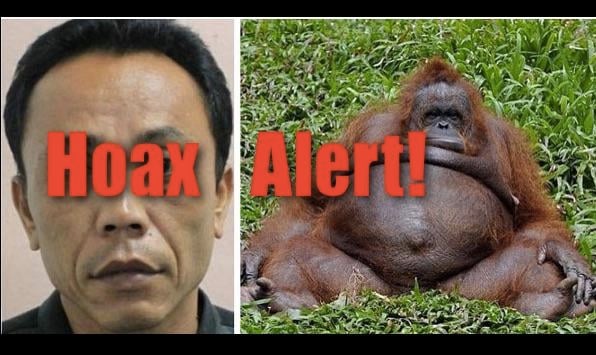 Shaved sex orangutan